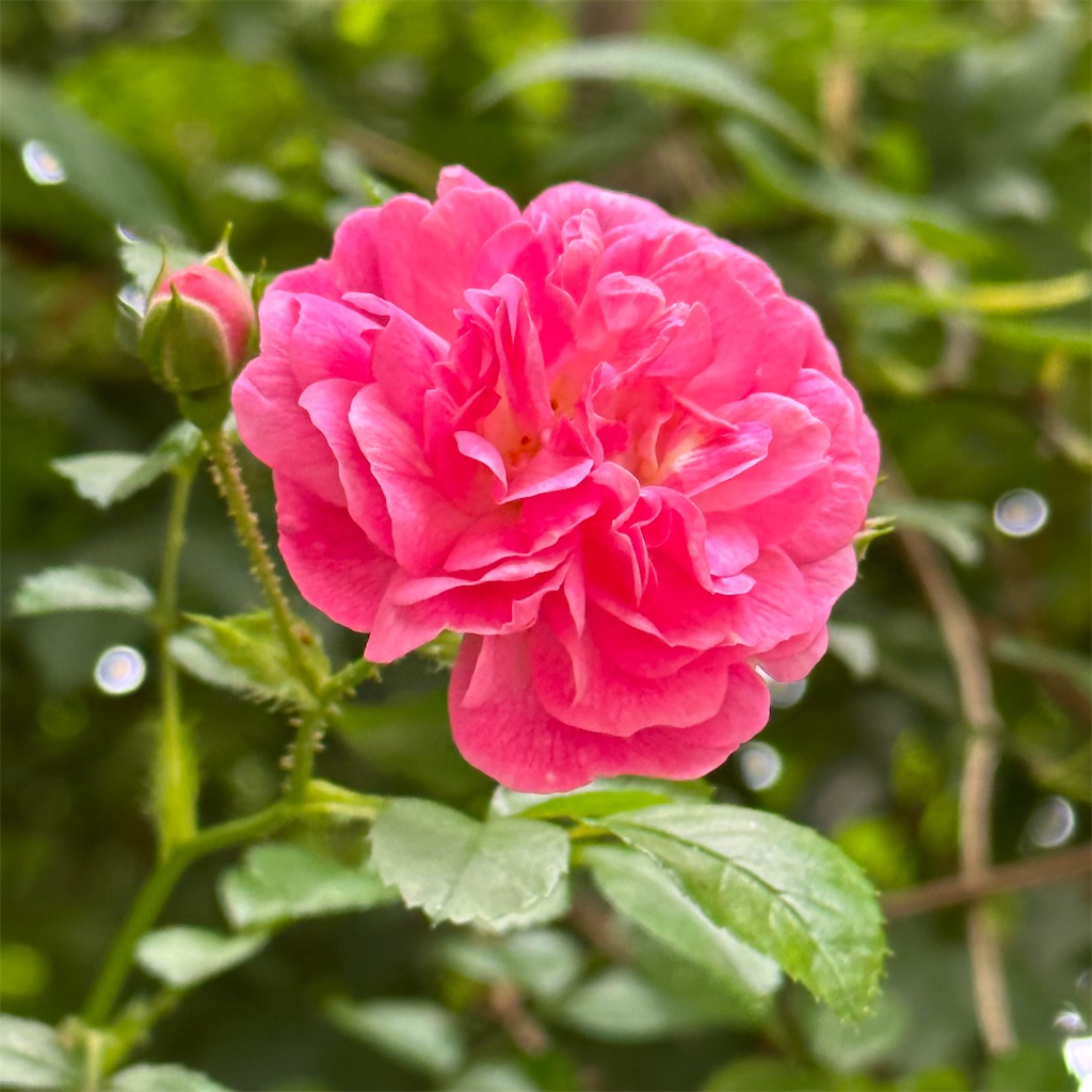 f:id:rotling:20230522225353j:image