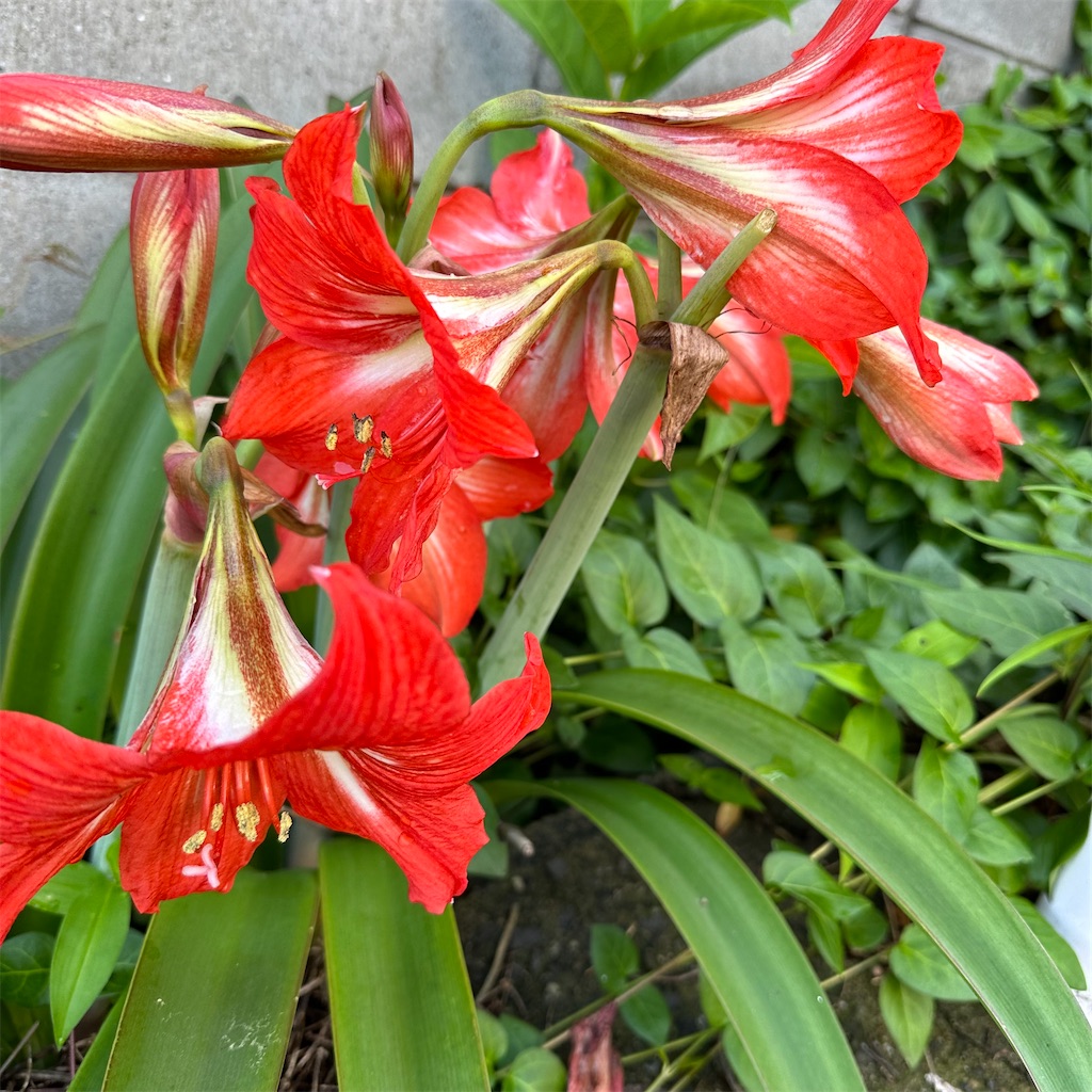 f:id:rotling:20230607092102j:image