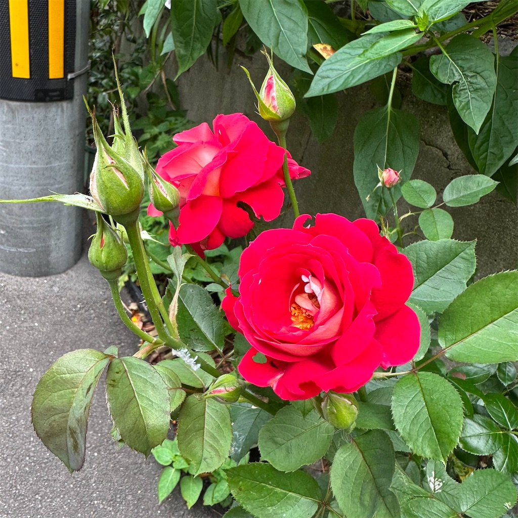 f:id:rotling:20230615085147j:image