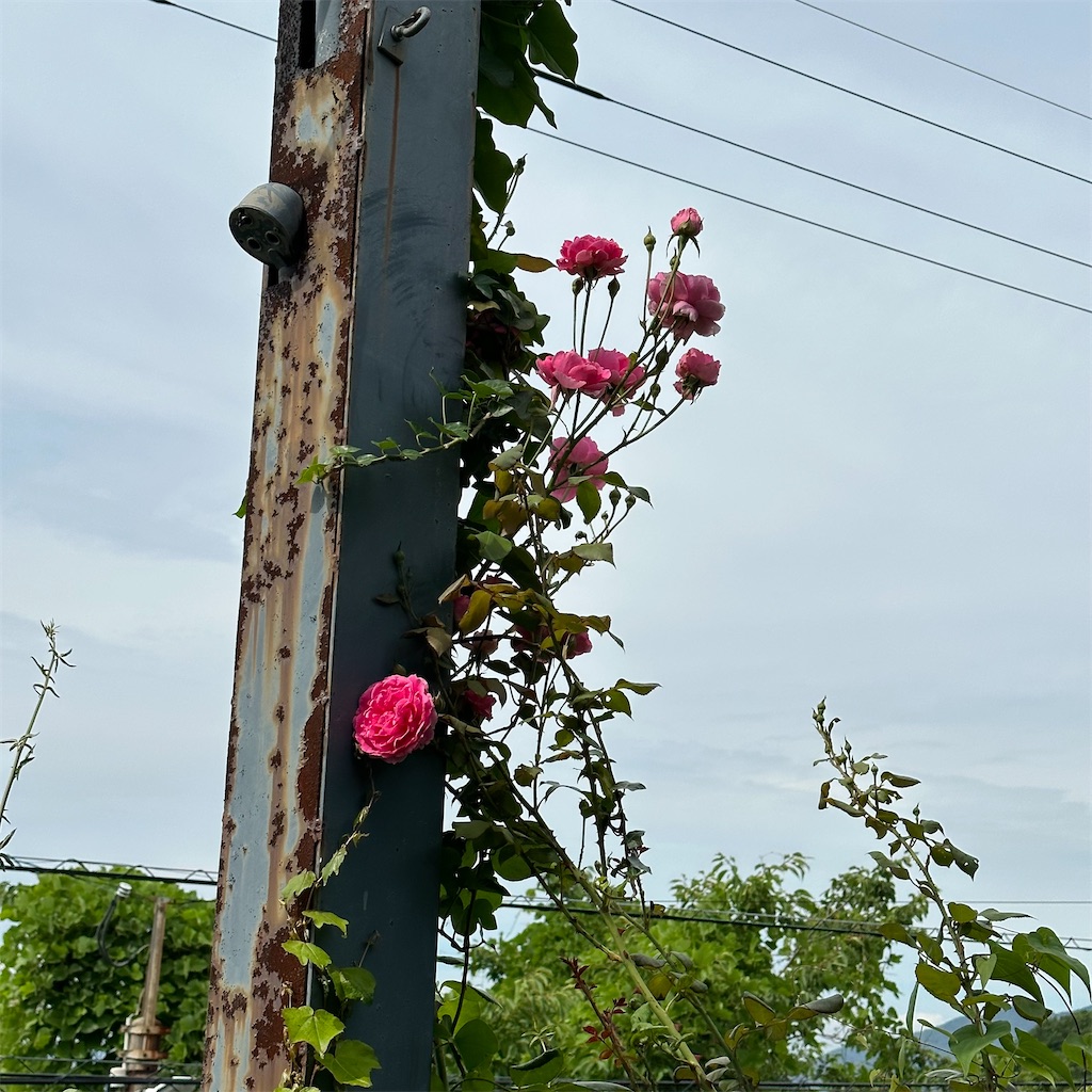 f:id:rotling:20230624172901j:image