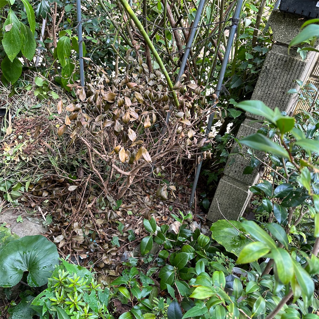 f:id:rotling:20230812163719j:image