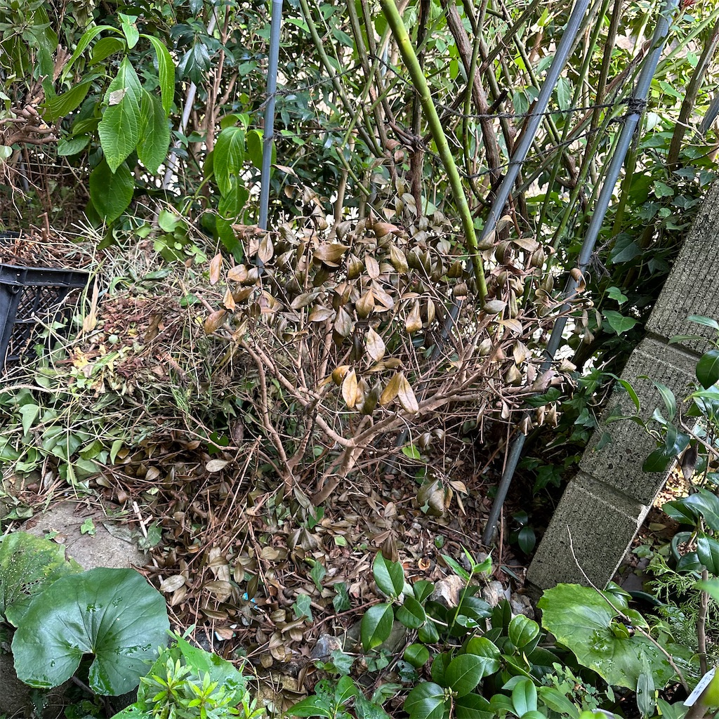 f:id:rotling:20230812163729j:image