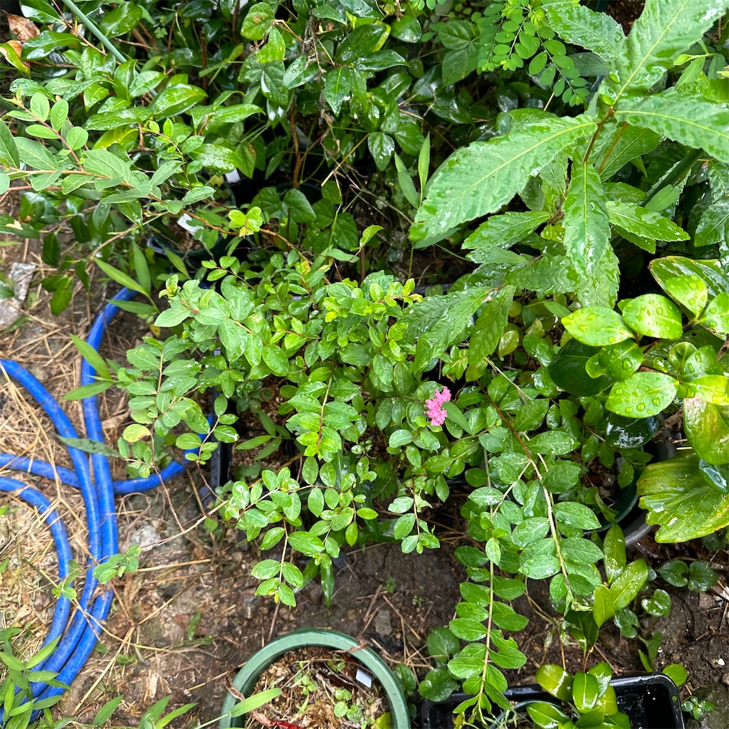 f:id:rotling:20230831100202j:image