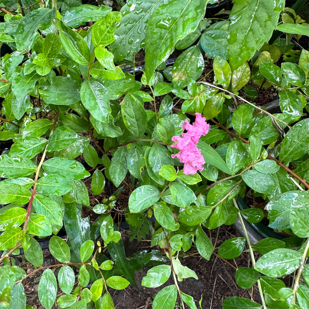 f:id:rotling:20230831100212j:image