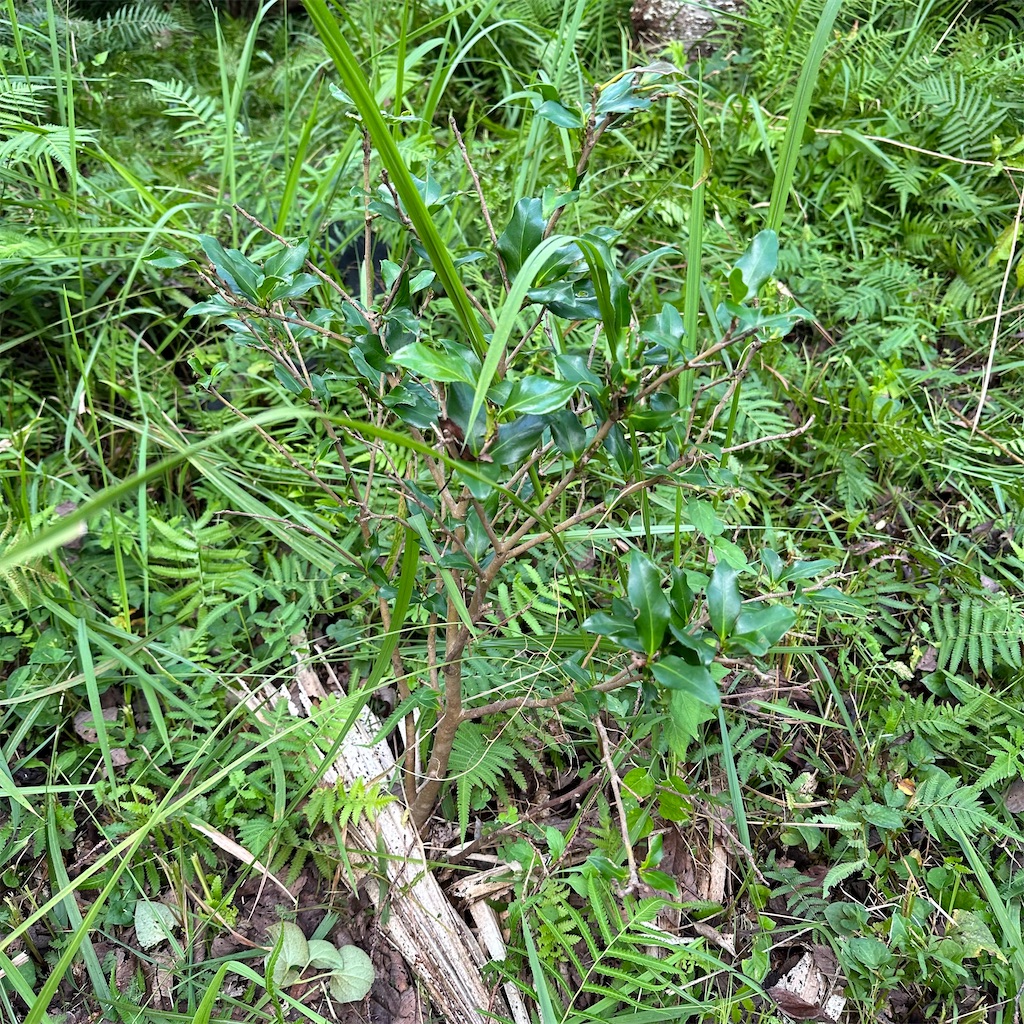 f:id:rotling:20230925213211j:image