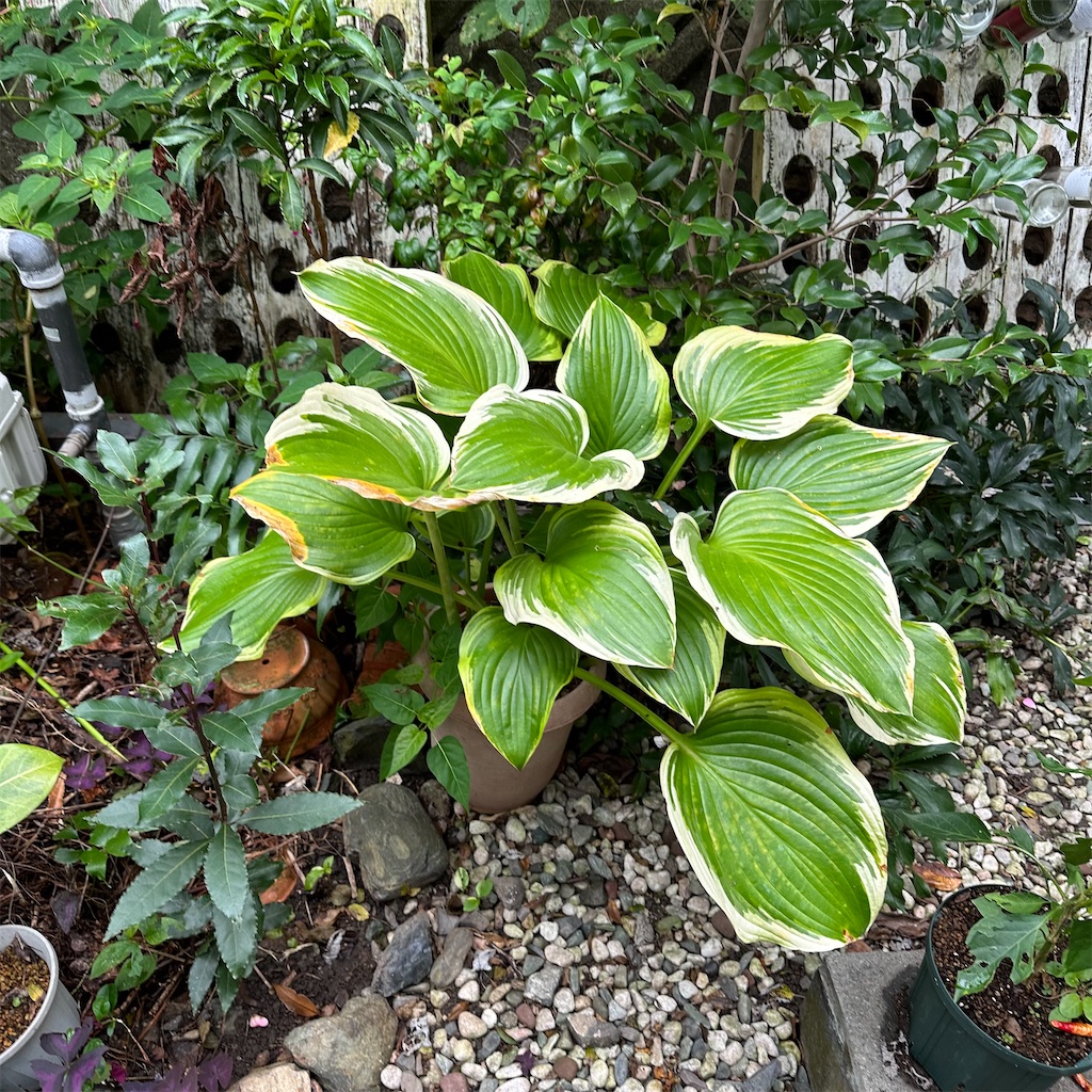 f:id:rotling:20231001102240j:image