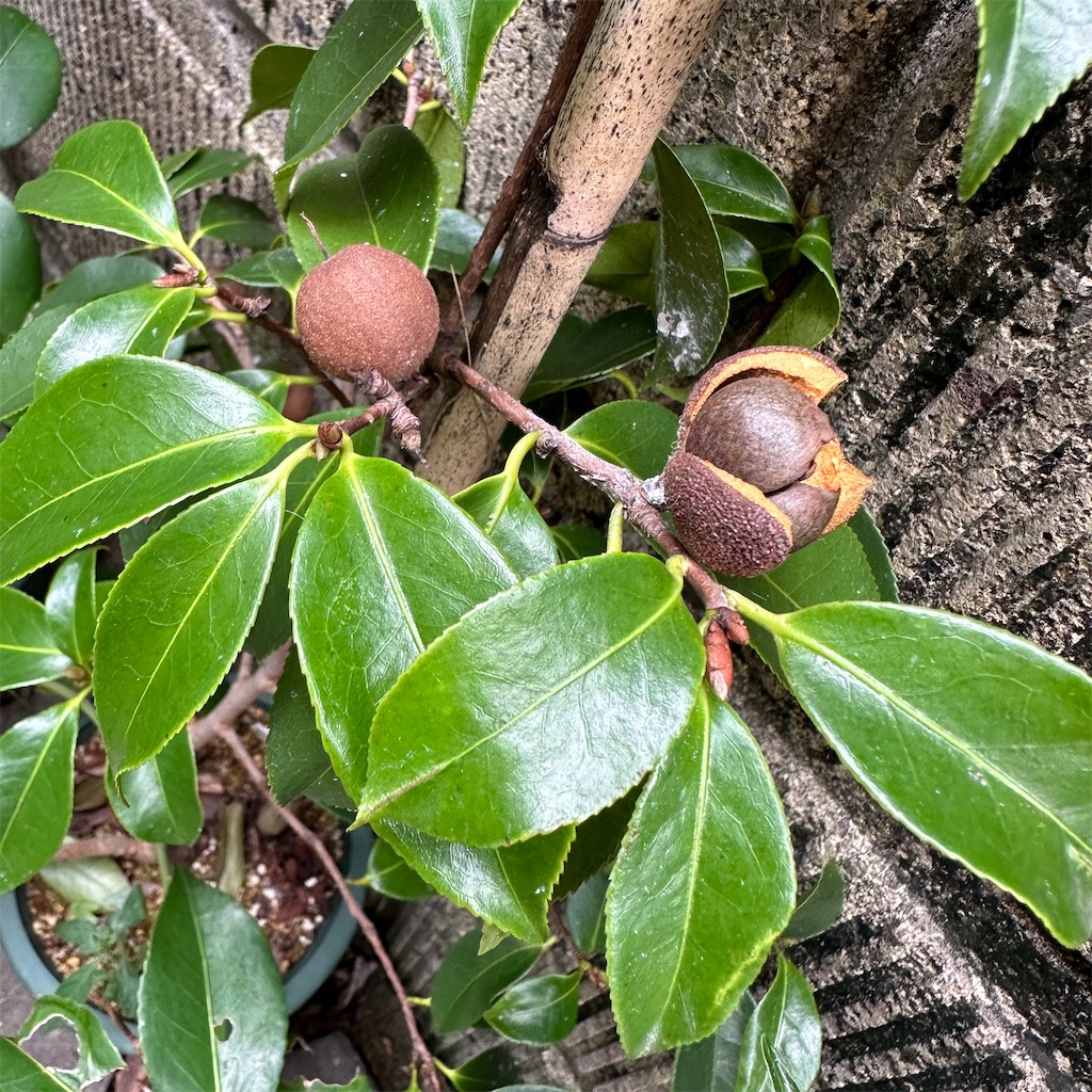 f:id:rotling:20231011115615j:image