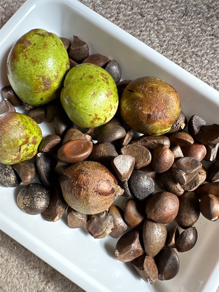 f:id:rotling:20231014152102j:image