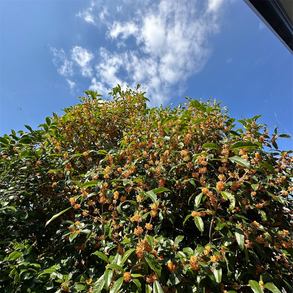 f:id:rotling:20231022132817j:image