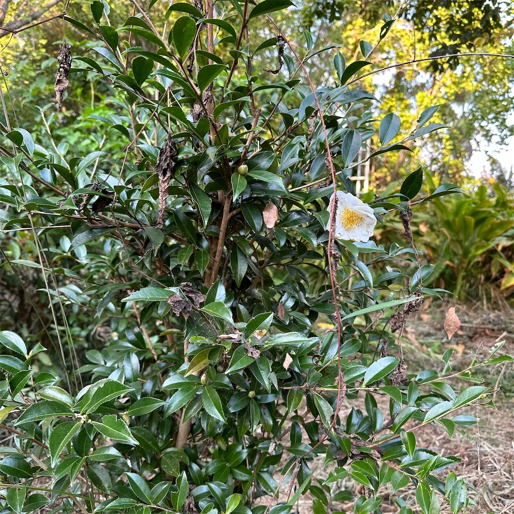 f:id:rotling:20231024212657j:image