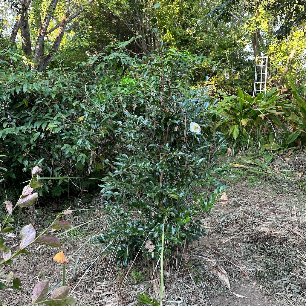 f:id:rotling:20231024212708j:image