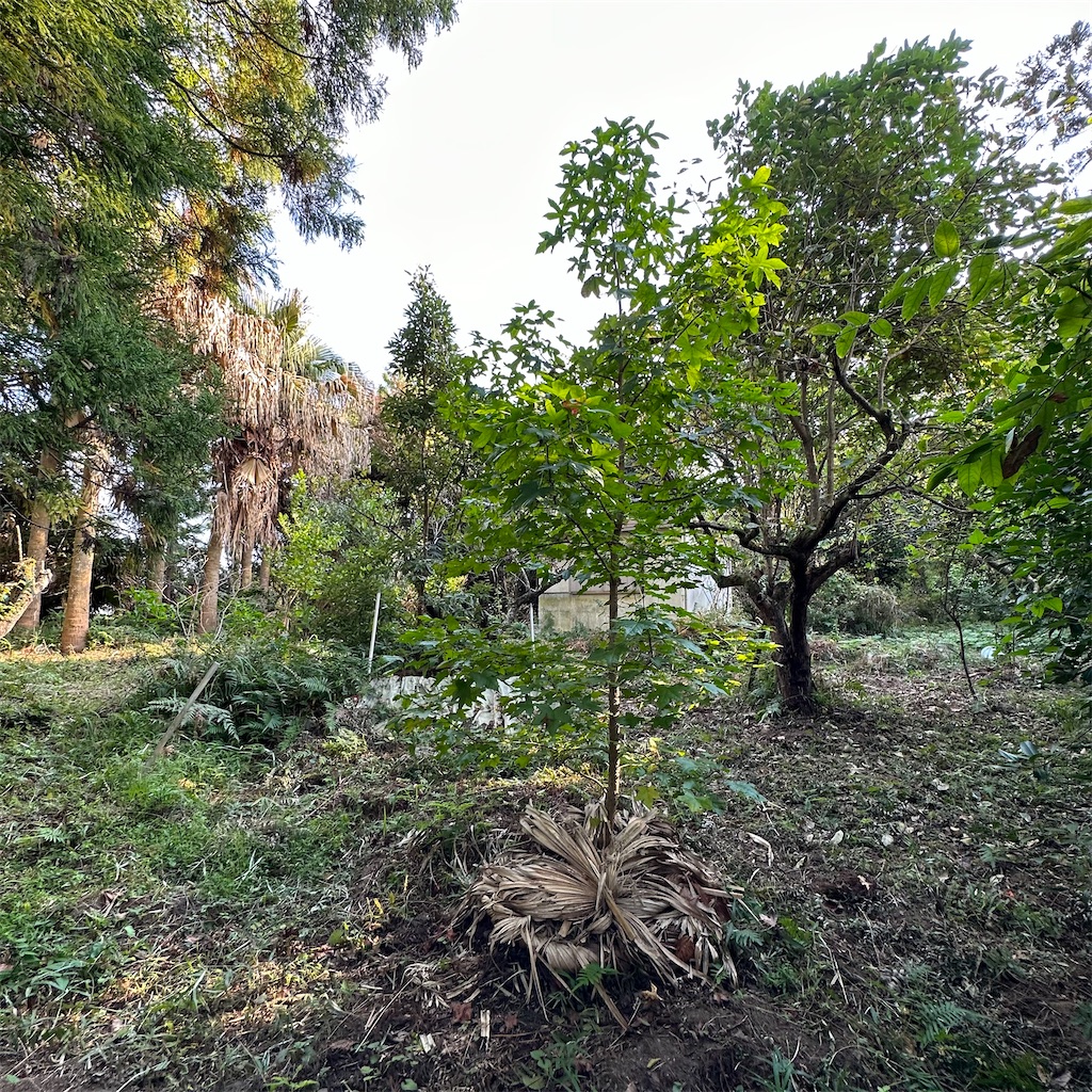 f:id:rotling:20231025212738j:image