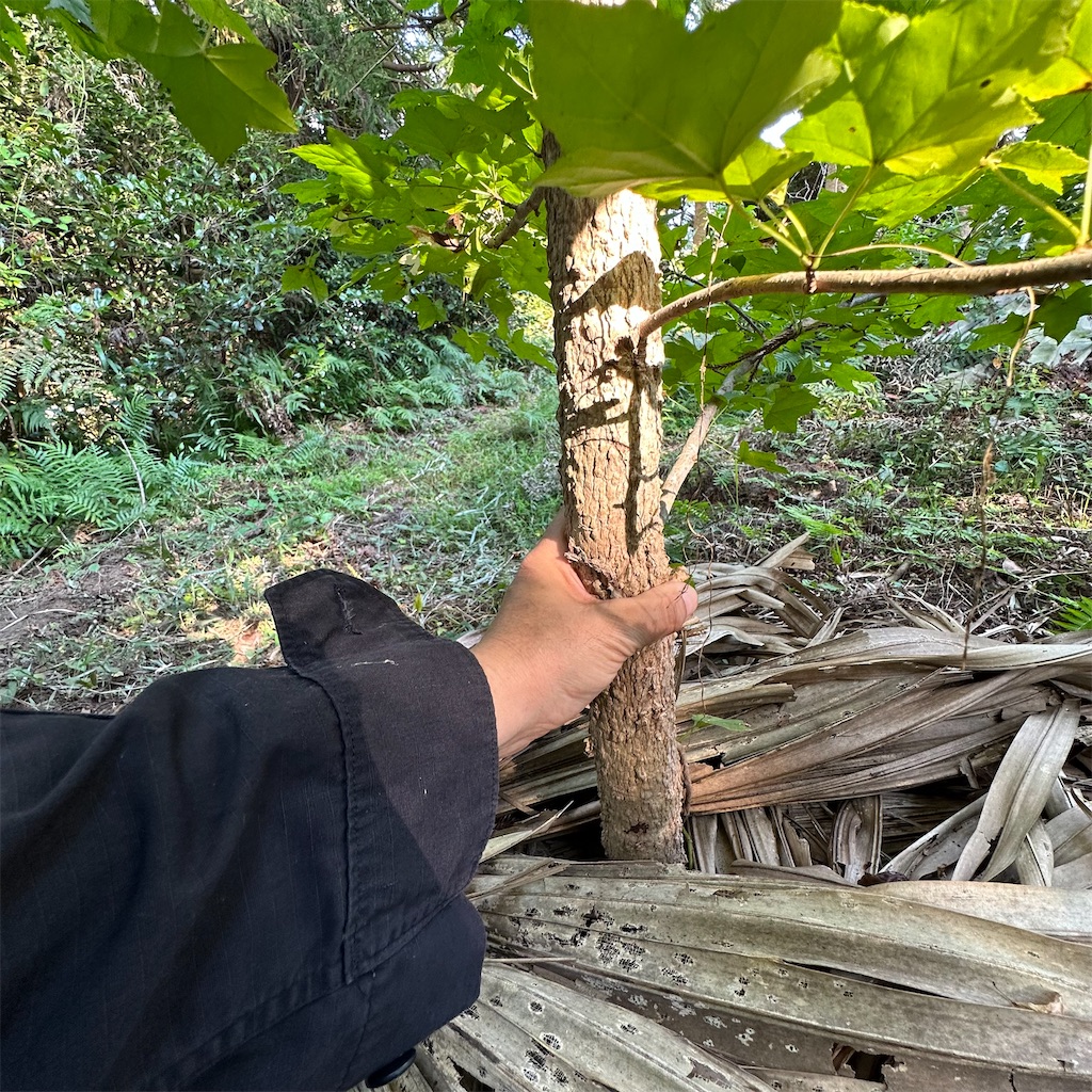 f:id:rotling:20231025212741j:image