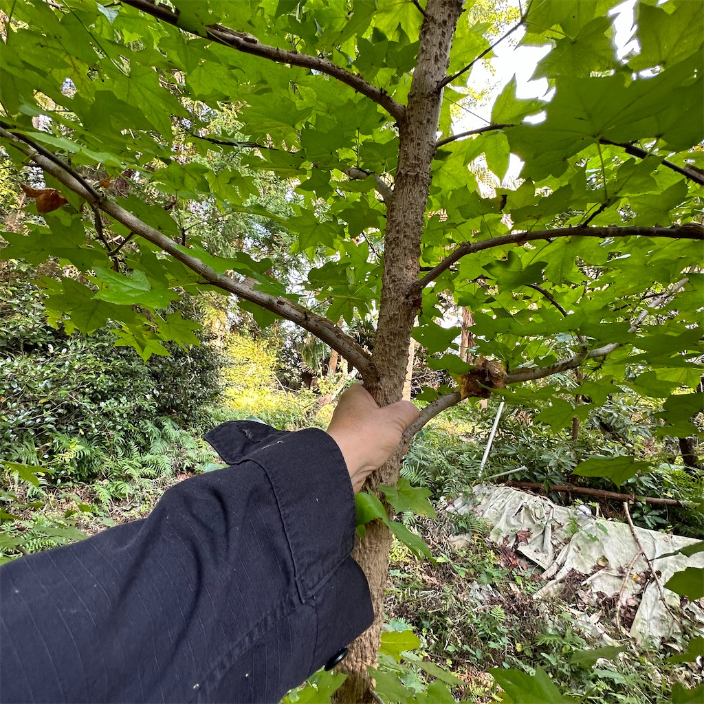 f:id:rotling:20231025212745j:image