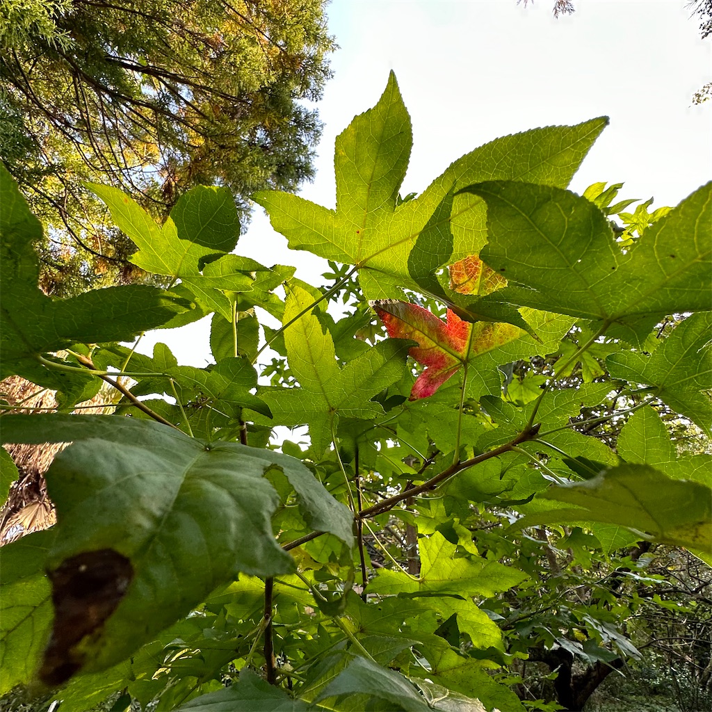 f:id:rotling:20231025212750j:image