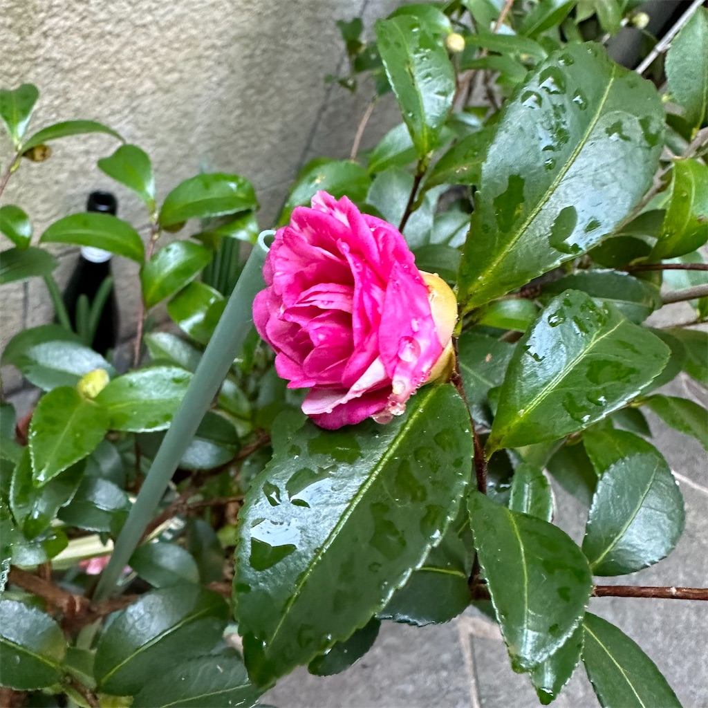 f:id:rotling:20231103154336j:image