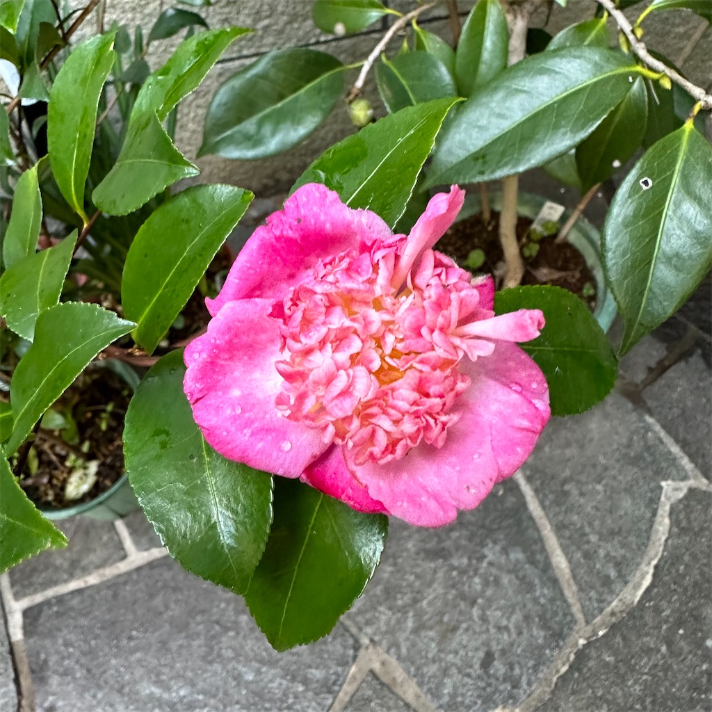 f:id:rotling:20231103154347j:image