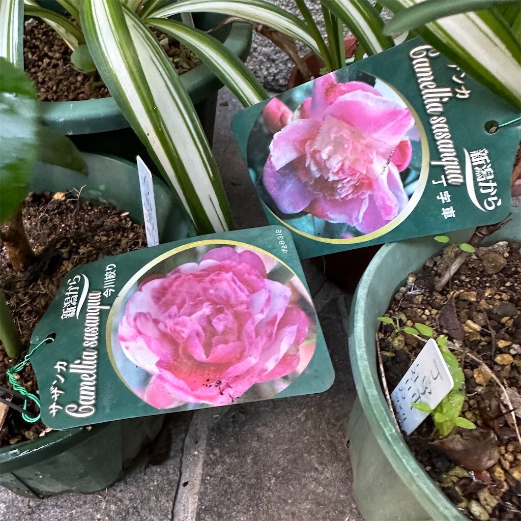 f:id:rotling:20231103154351j:image