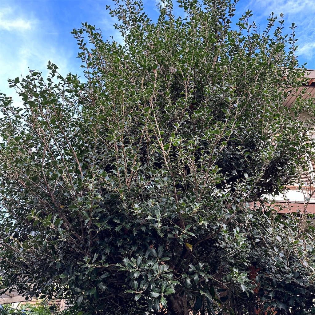 f:id:rotling:20231109220618j:image