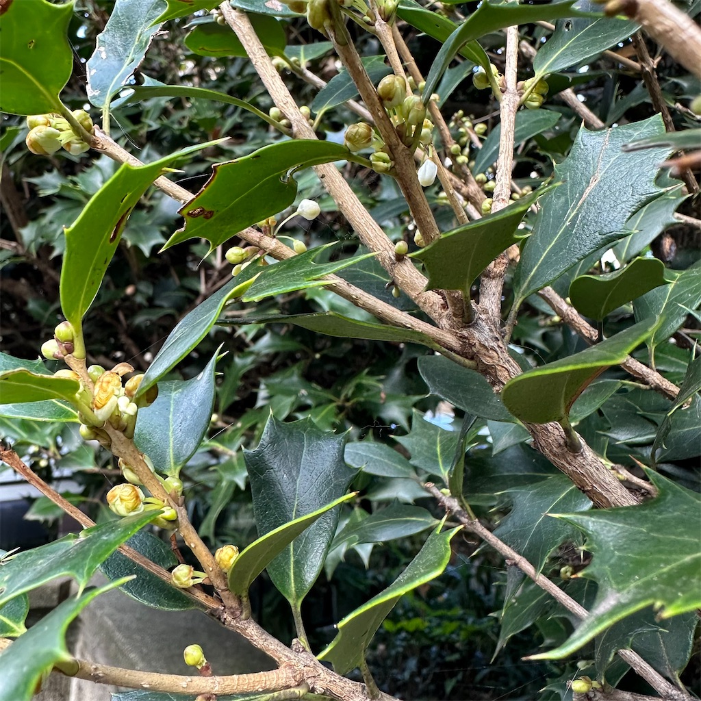 f:id:rotling:20231109220631j:image