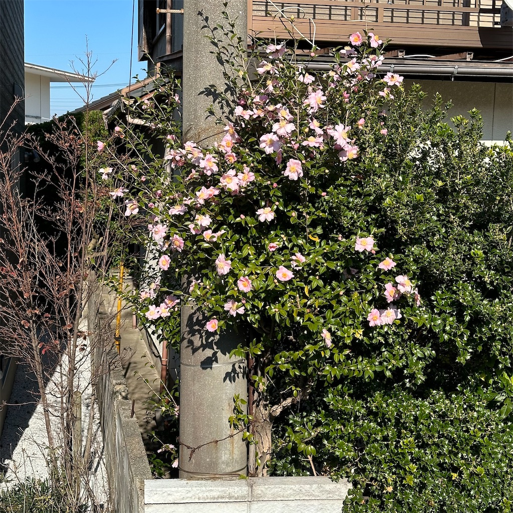 f:id:rotling:20231204104149j:image