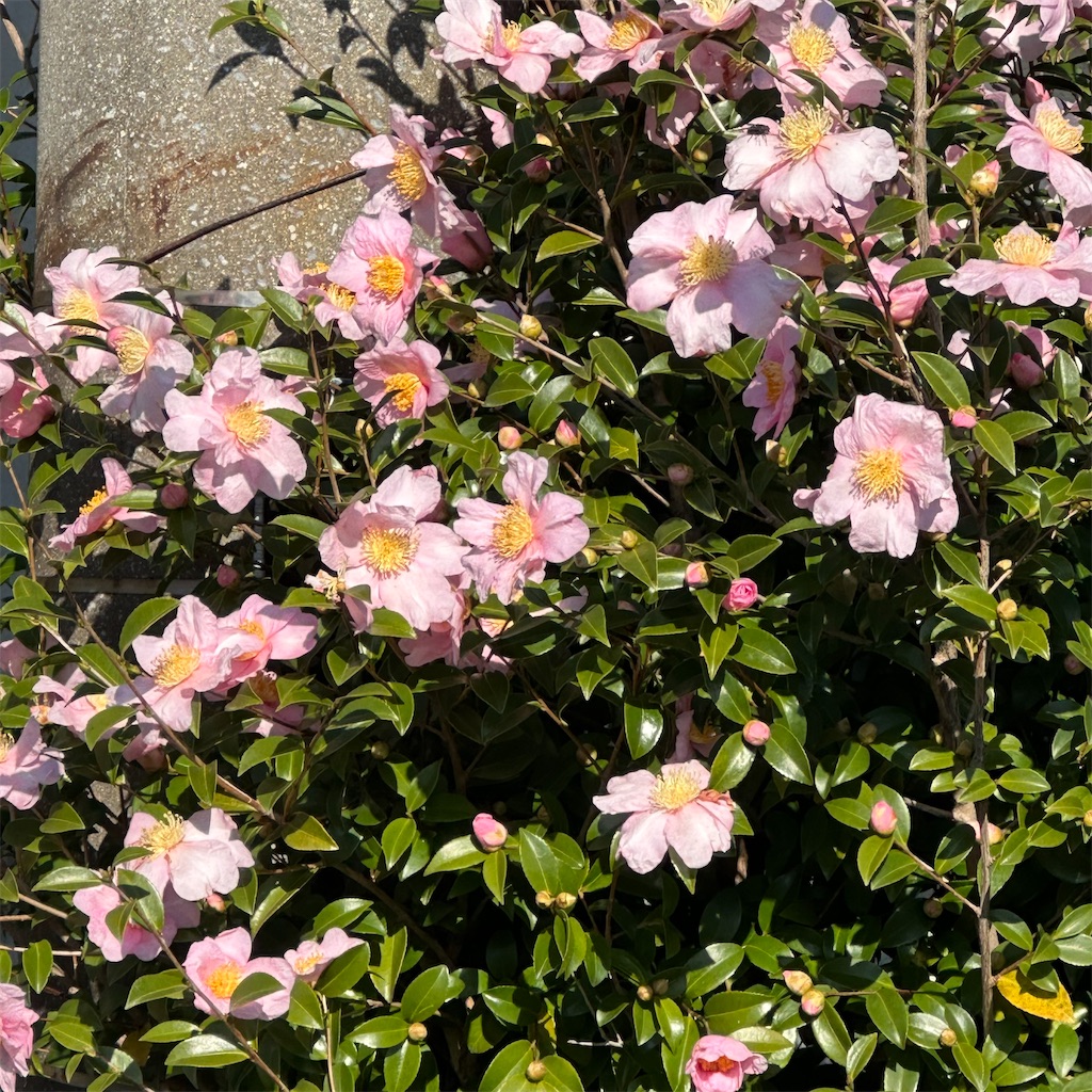 f:id:rotling:20231204104156j:image