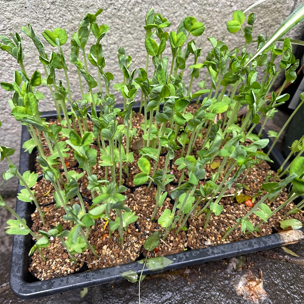 f:id:rotling:20231219215543j:image