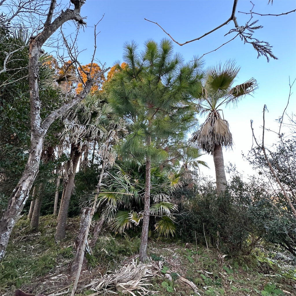 f:id:rotling:20240129225149j:image