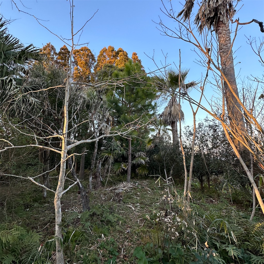 f:id:rotling:20240129225153j:image