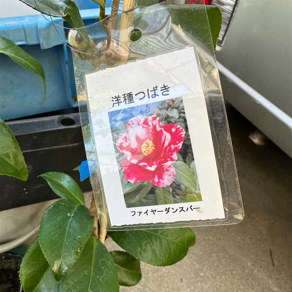 ★洋種椿★つばき　ファイアダンス 苗木 ☆洋種椿☆つばき ファイアダンス 苗木 椿園オンラインショップ / ハイ