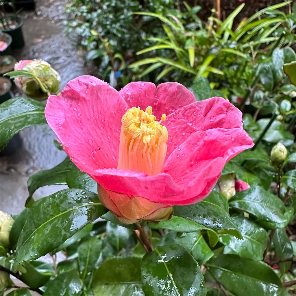 f:id:rotling:20240219103753j:image