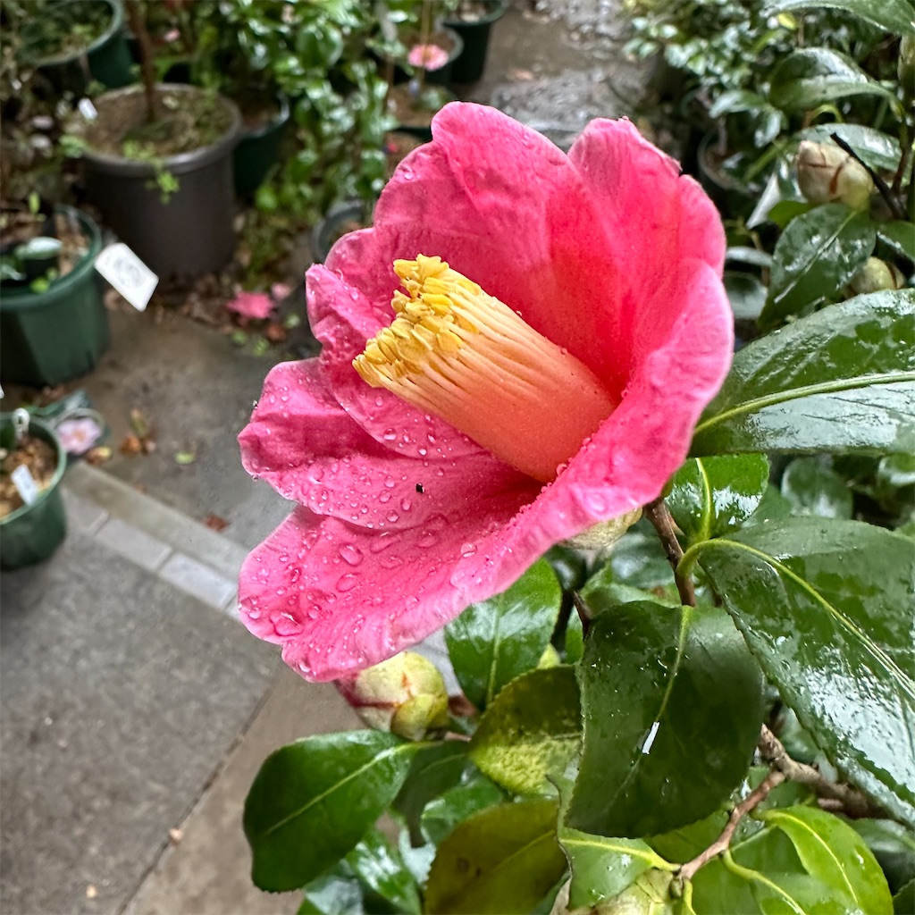 f:id:rotling:20240219103756j:image