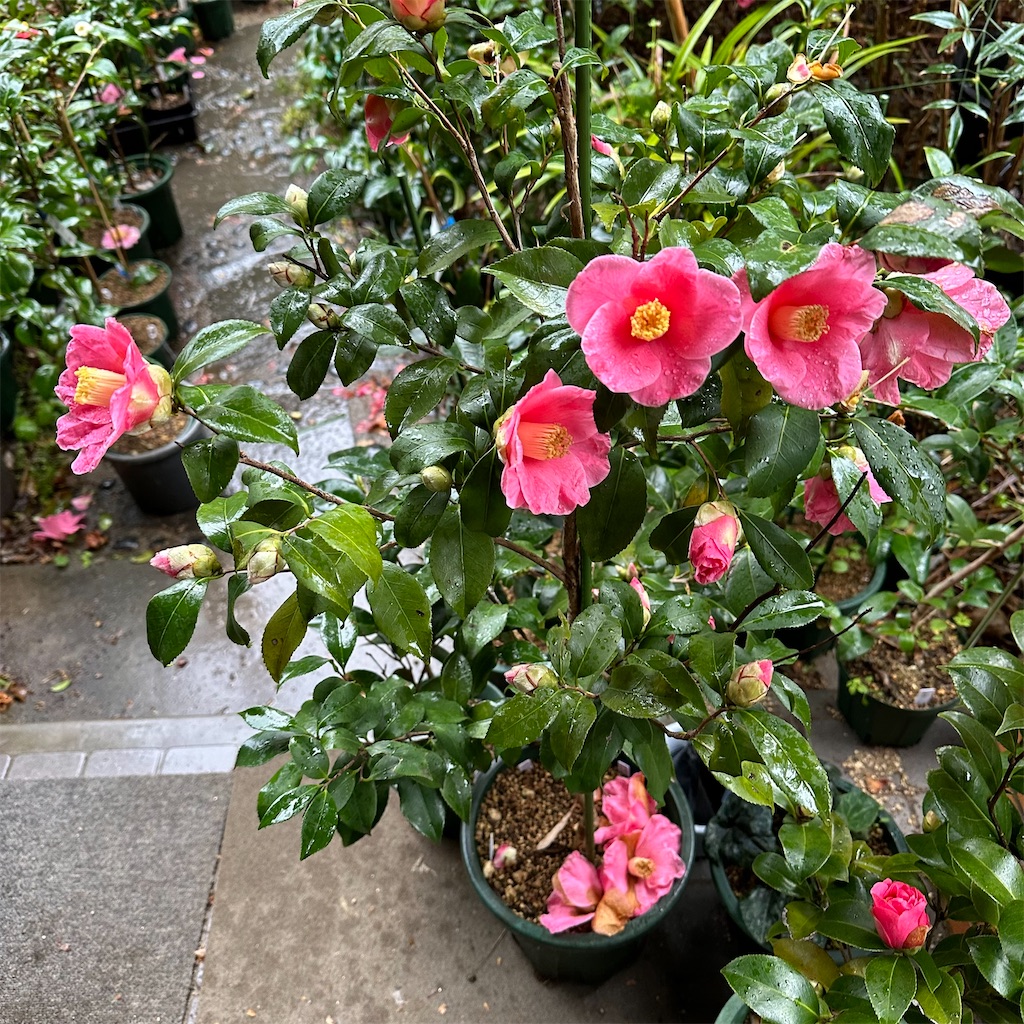 f:id:rotling:20240219103805j:image