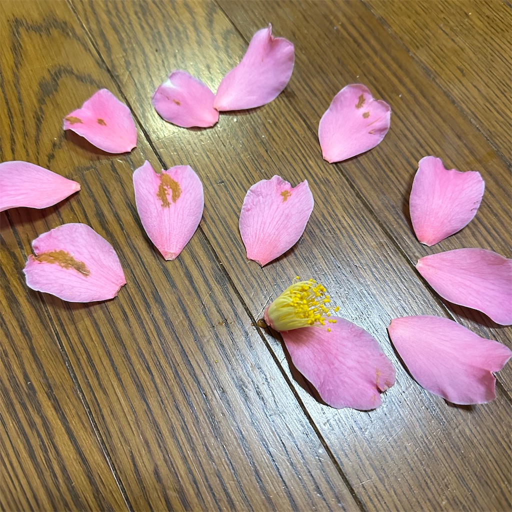 f:id:rotling:20240220104416j:image