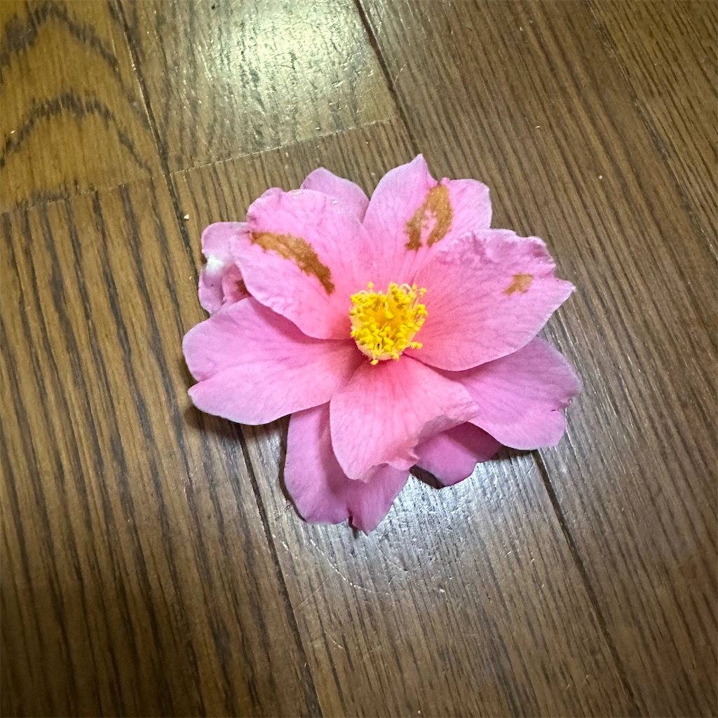 f:id:rotling:20240220104422j:image