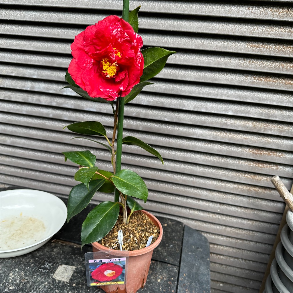 f:id:rotling:20240309104209j:image