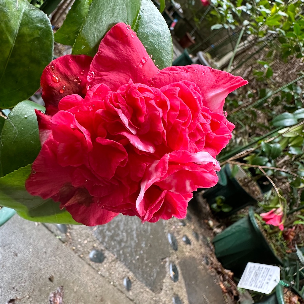 f:id:rotling:20240323093628j:image