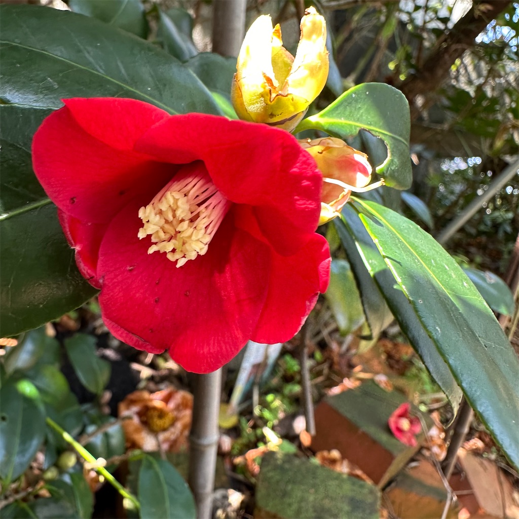 f:id:rotling:20240330135736j:image