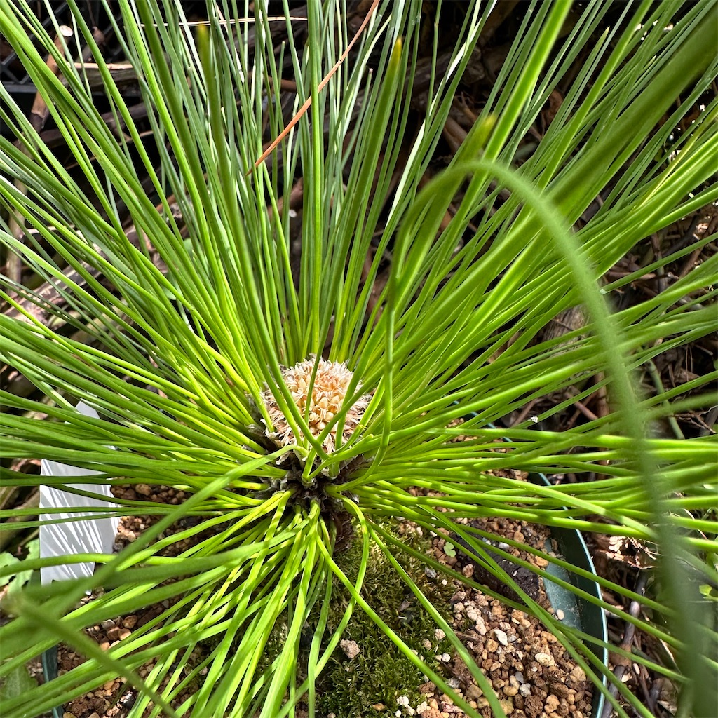 大王松 鉢植え - お庭番 再び走る