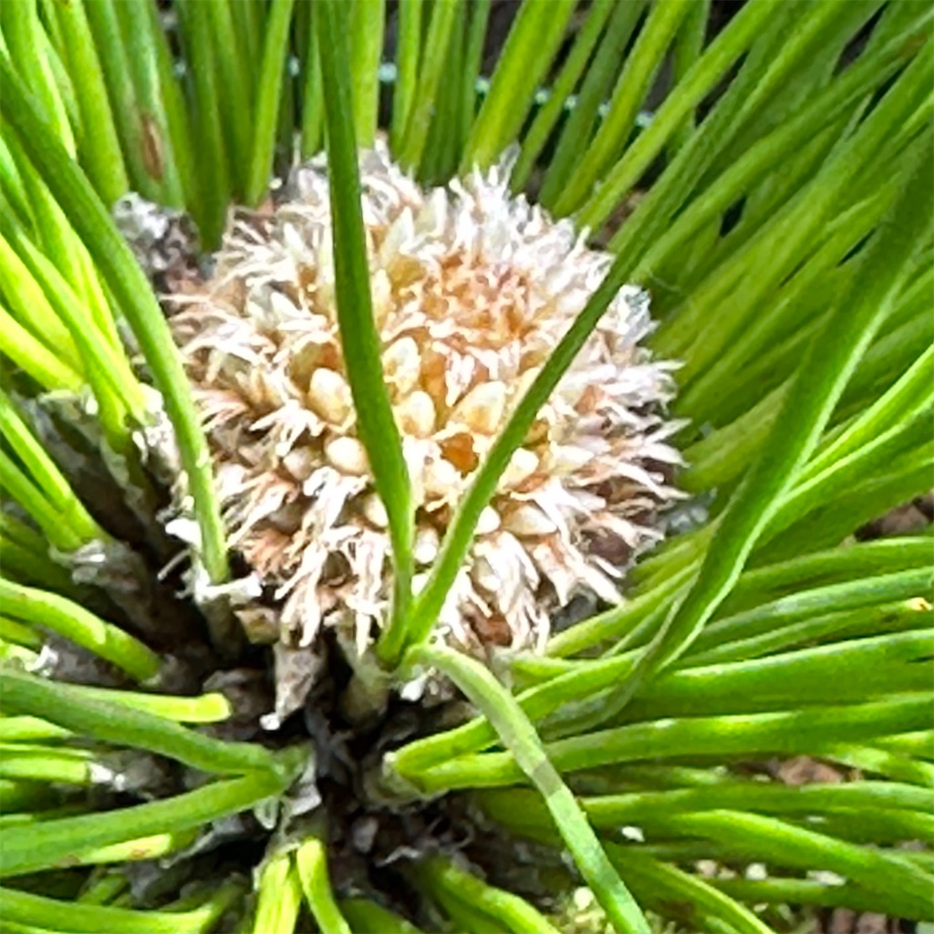 大王松 鉢植え - お庭番 再び走る