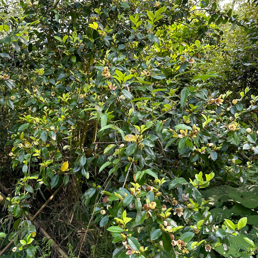 f:id:rotling:20240418215546j:image