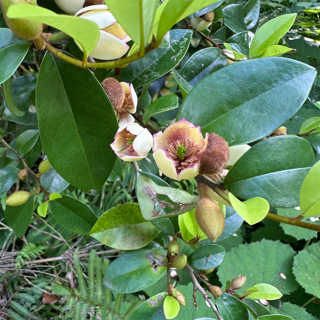 f:id:rotling:20240418215602j:image