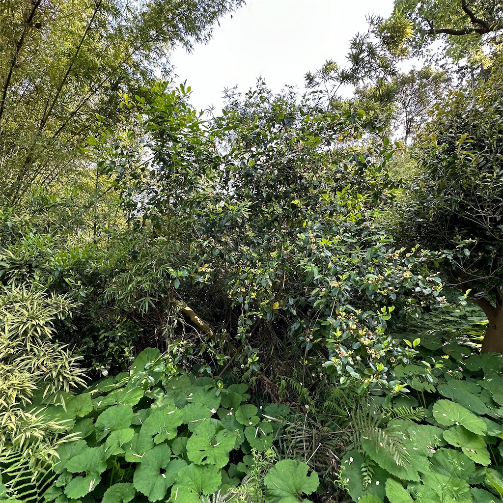 f:id:rotling:20240418215607j:image