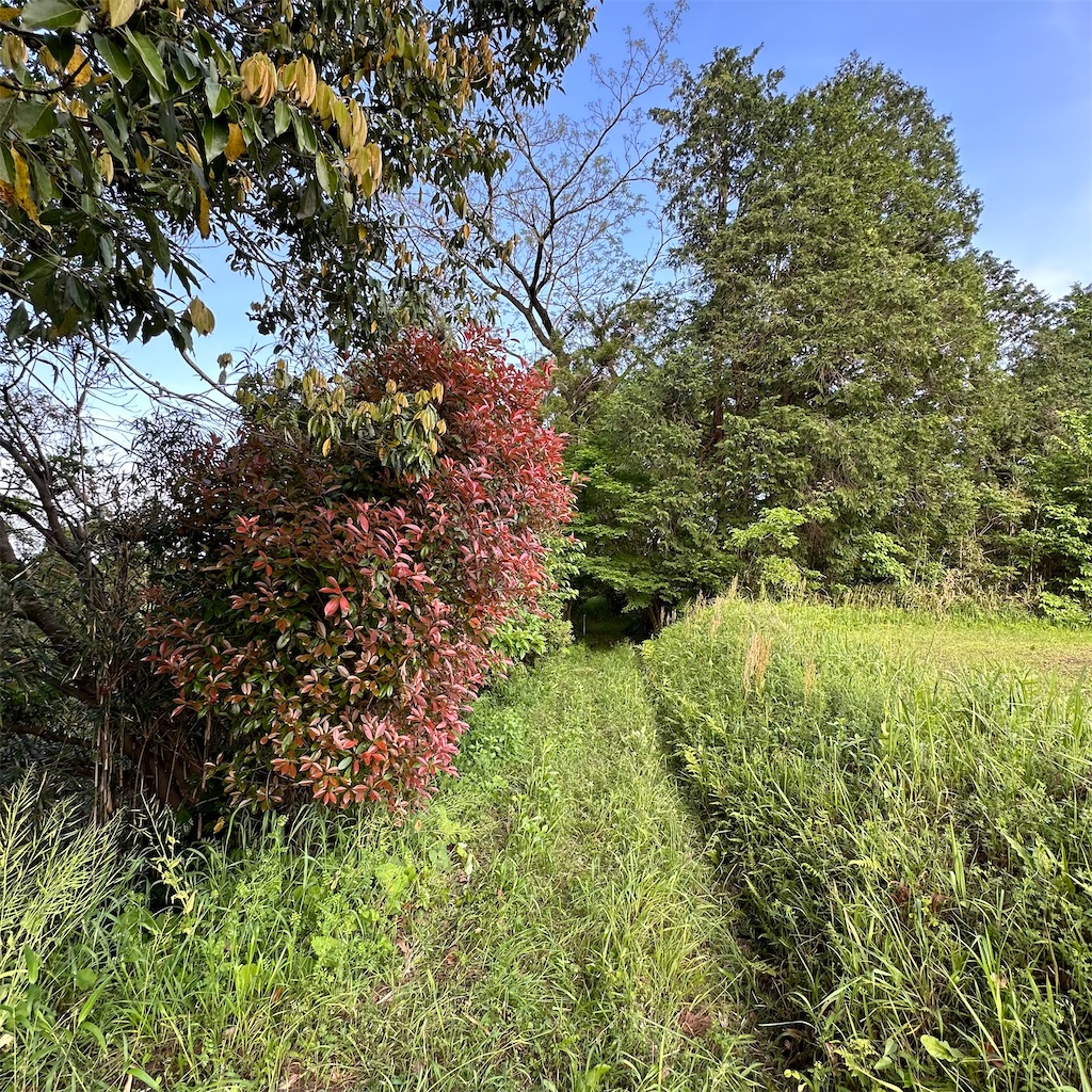 f:id:rotling:20240428224213j:image