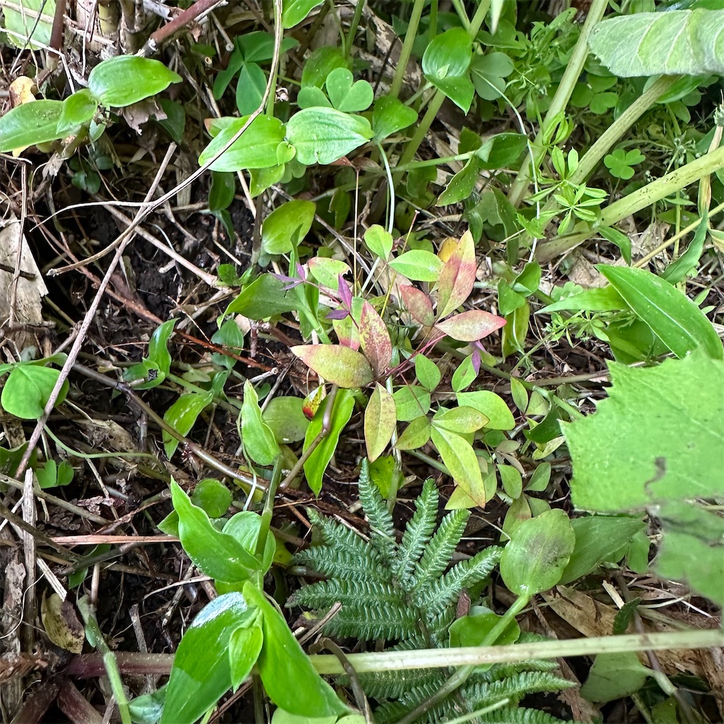 f:id:rotling:20240428224216j:image