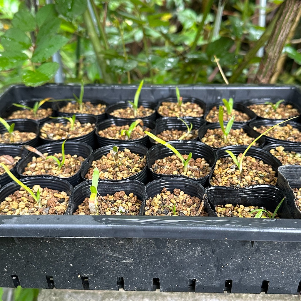 f:id:rotling:20240501105810j:image