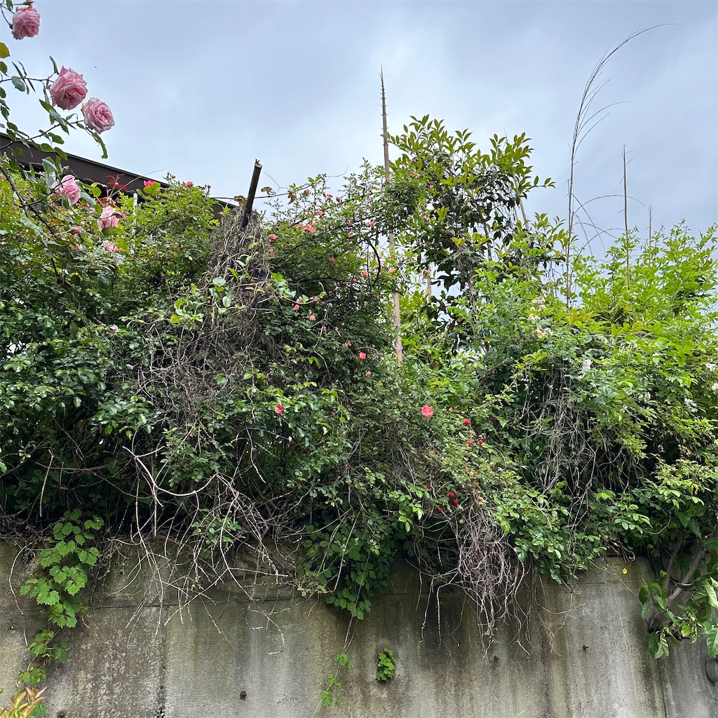 f:id:rotling:20240506100245j:image