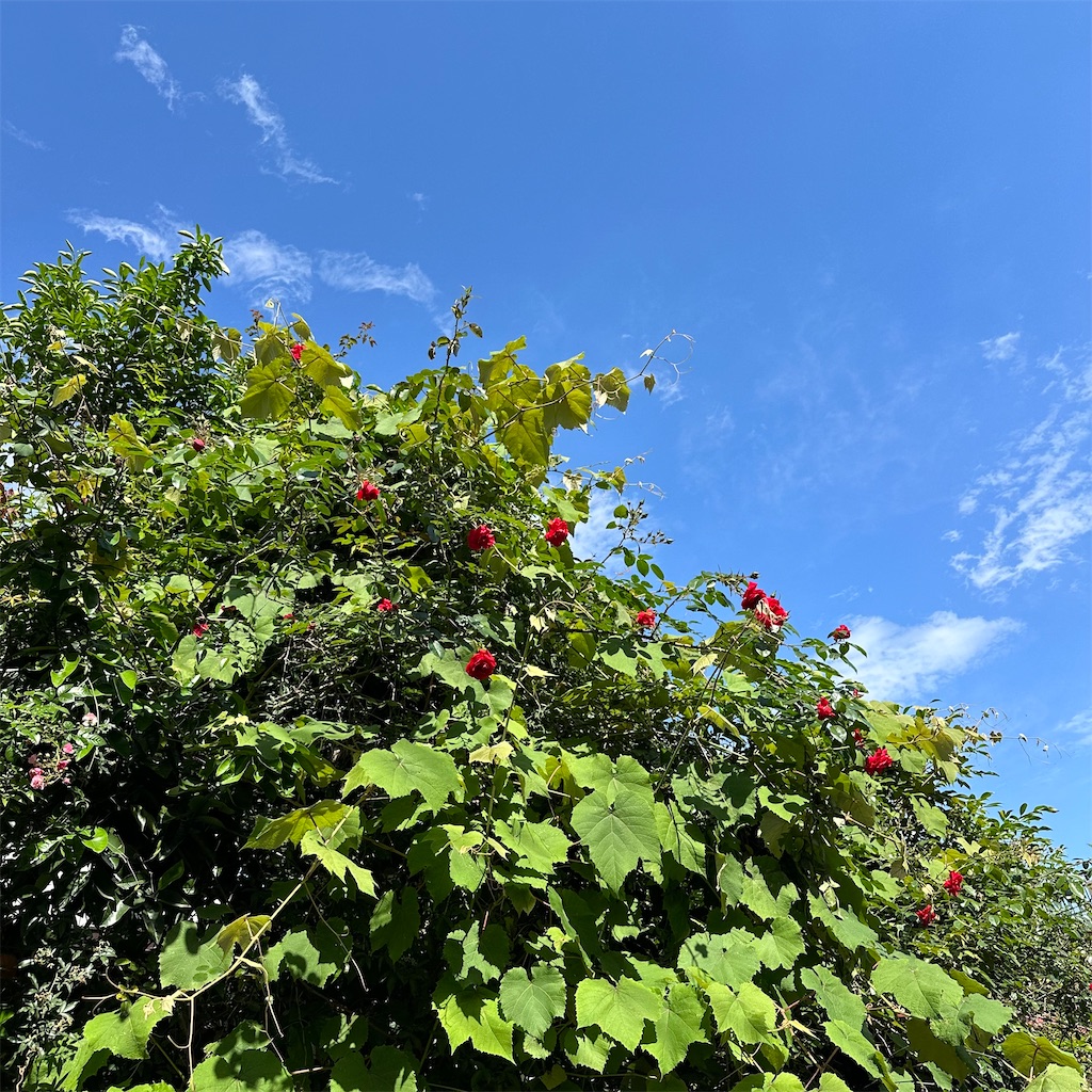 f:id:rotling:20240519125514j:image