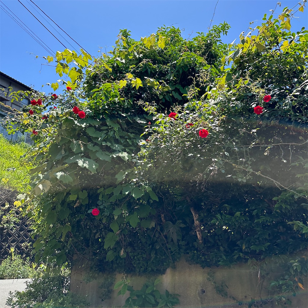 f:id:rotling:20240519125527j:image