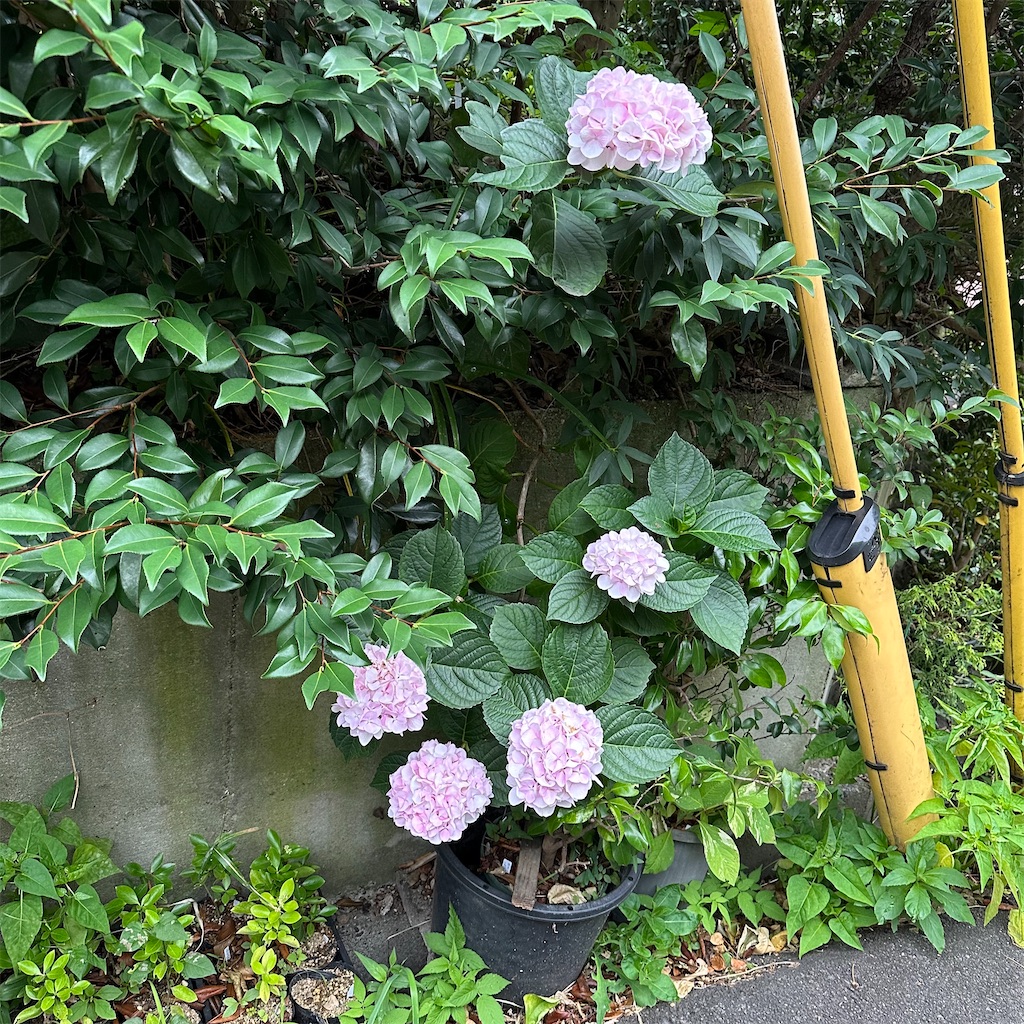 f:id:rotling:20240620231139j:image